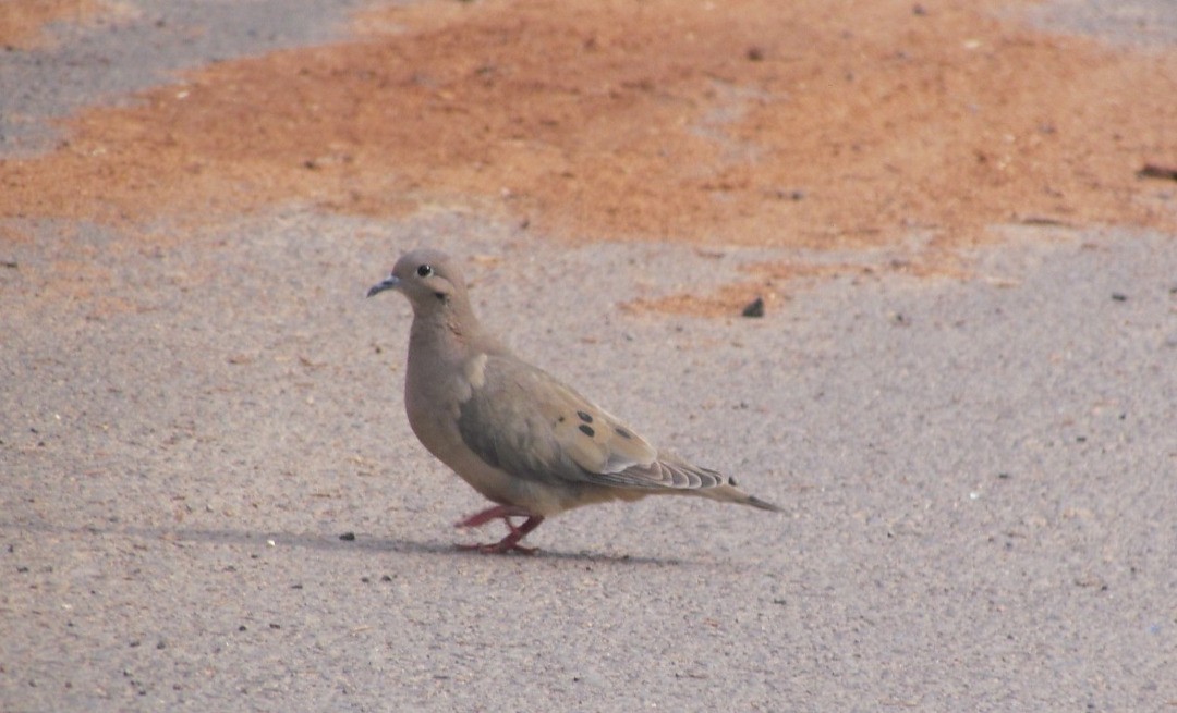 ミミグロバト - ML646548249