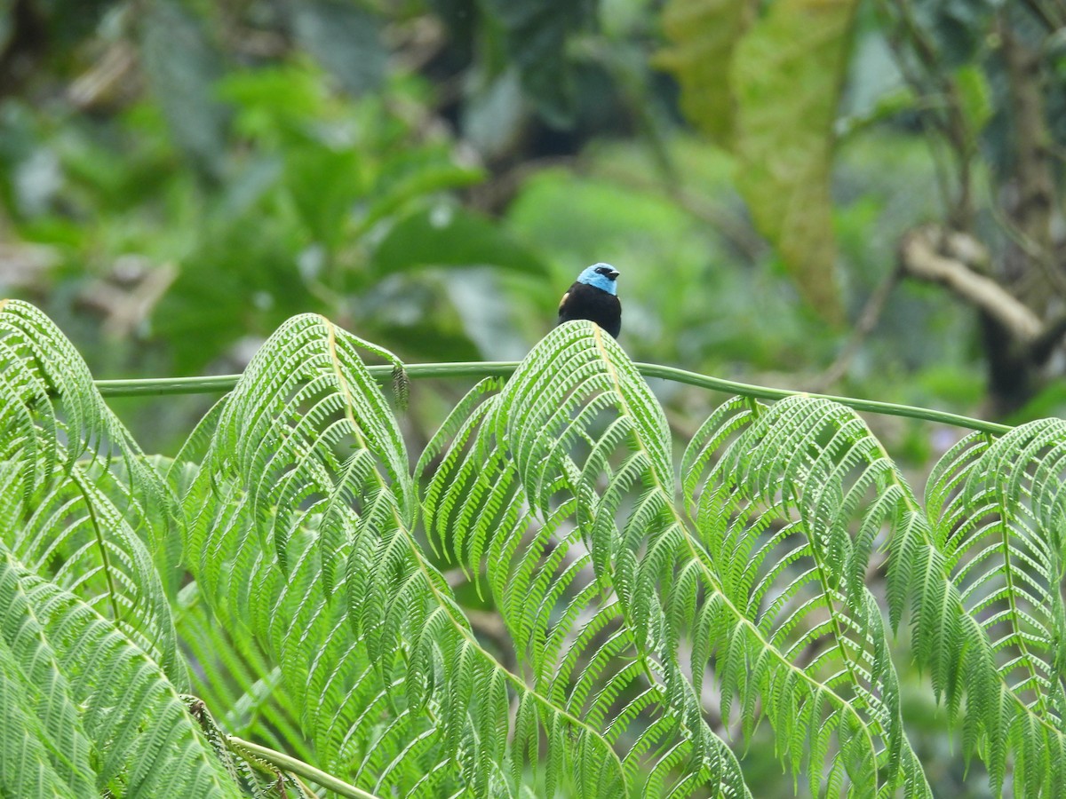 Танагра блакитношия - ML646548251