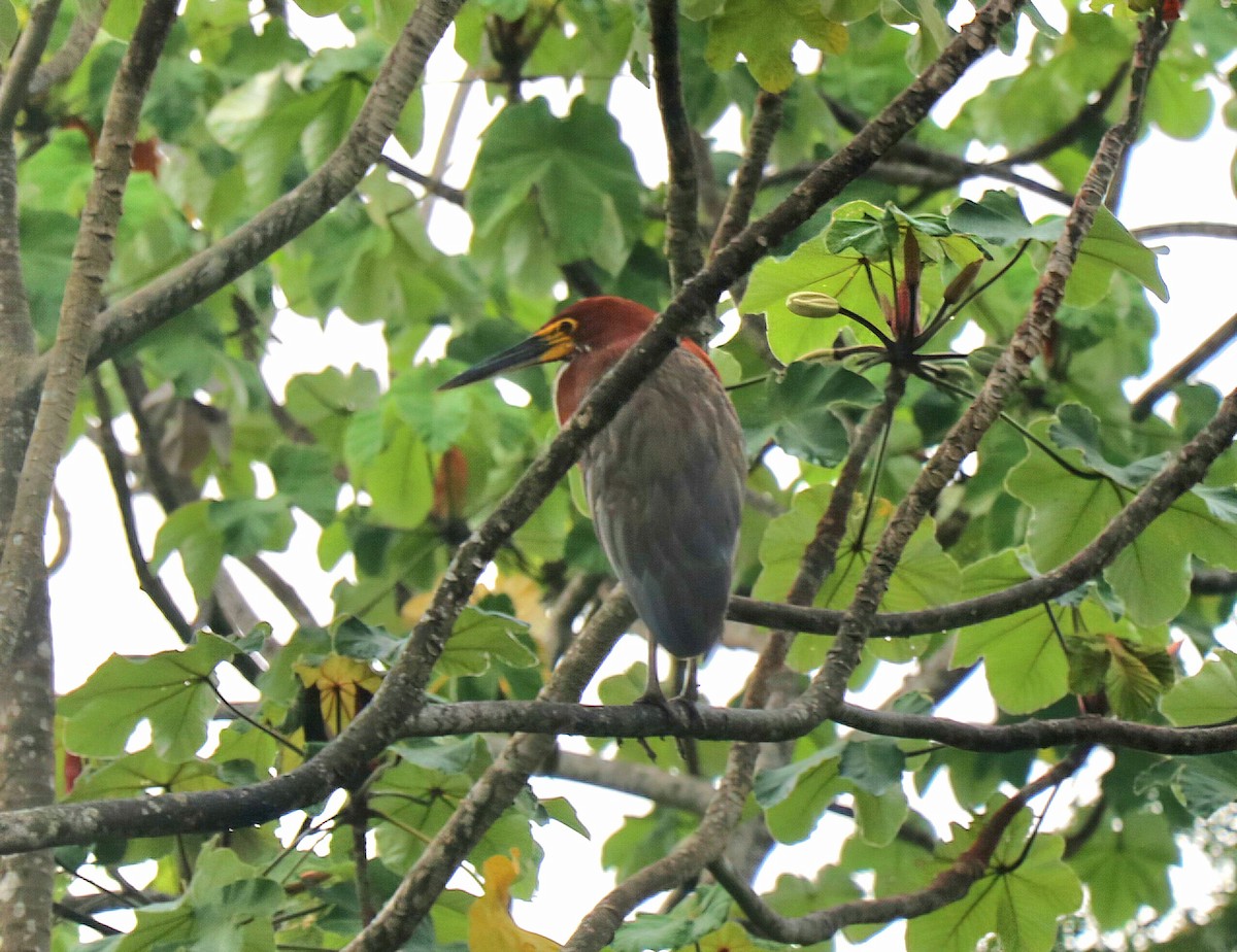 Rufescent Tiger-Heron - ML646548252