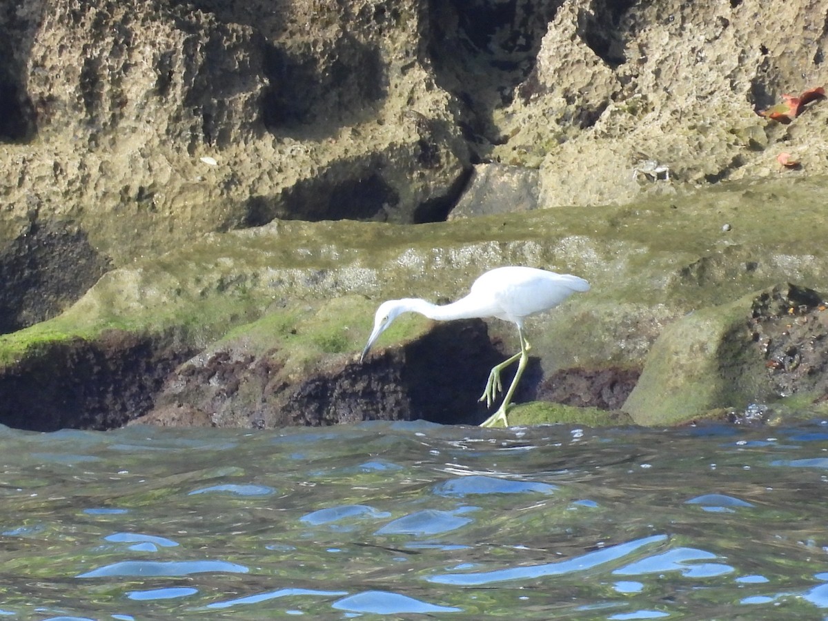 Little Blue Heron - ML646548253