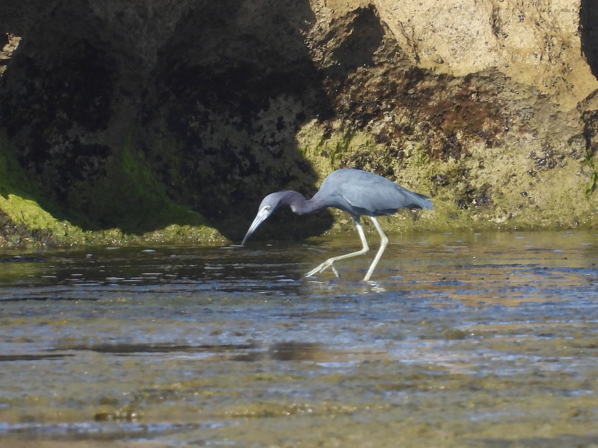 Little Blue Heron - ML646548254