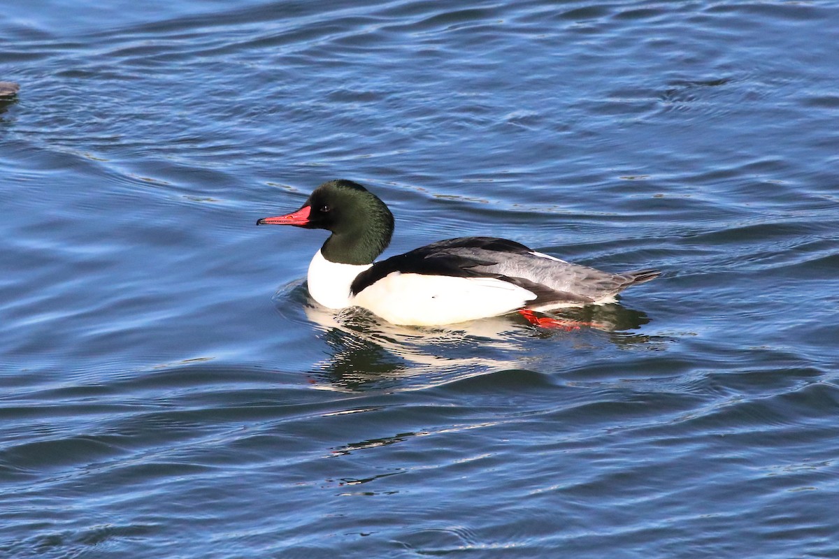 Common Merganser - ML646548255