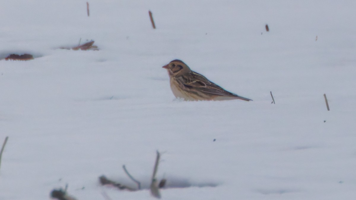 Lapland Longspur - ML646548258