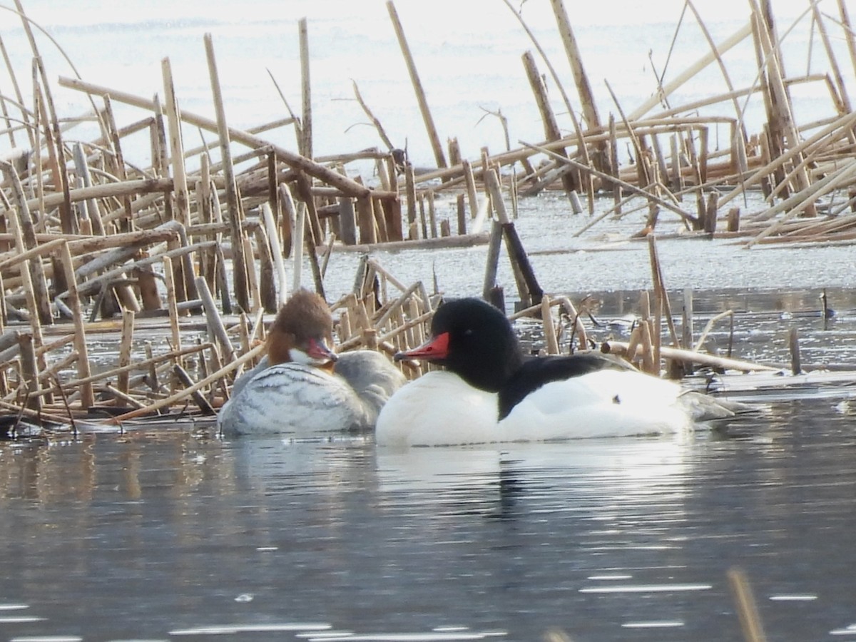 Büyük Tarakdiş - ML646548259