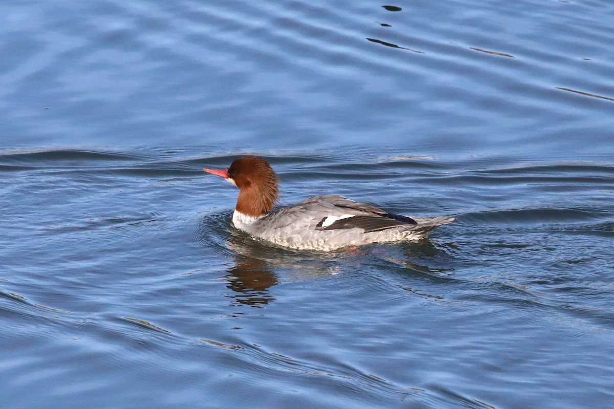 Common Merganser - ML646548260