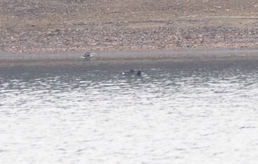 Höckersamtente - ML646548261