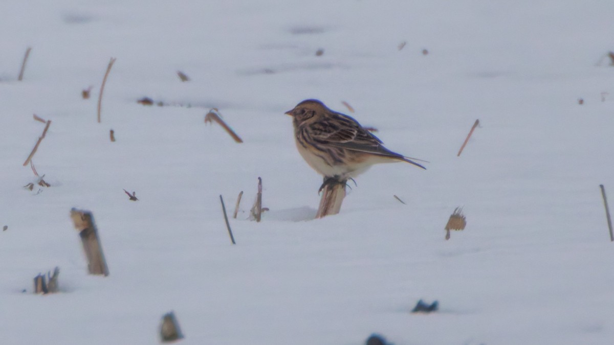 Lapland Longspur - ML646548262