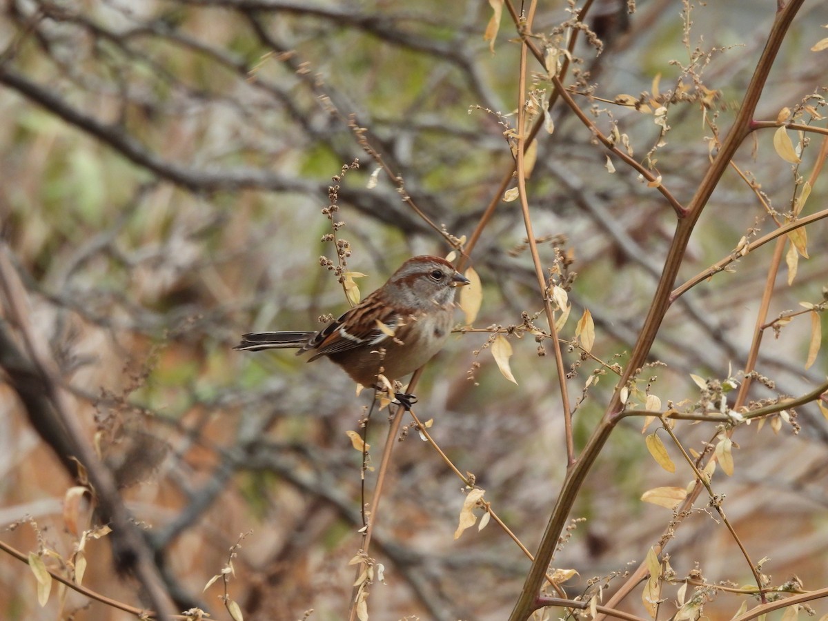 American Tree Sparrow - ML646548263