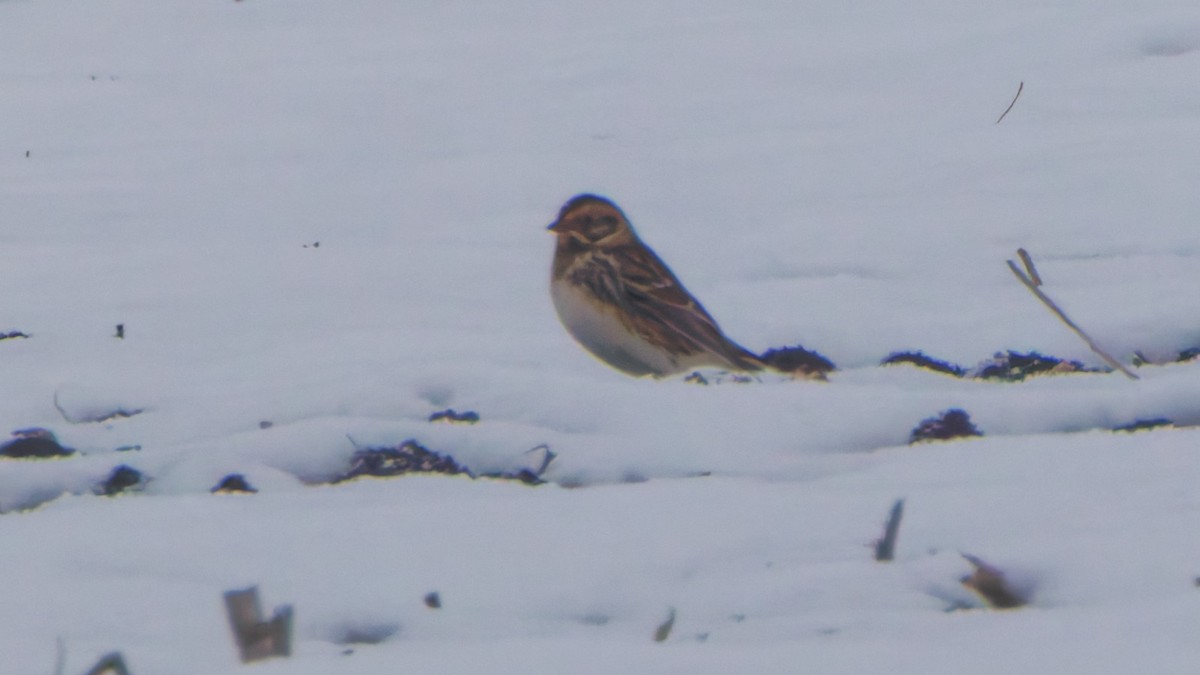 Lapland Longspur - ML646548264