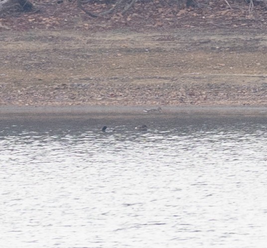 Höckersamtente - ML646548265