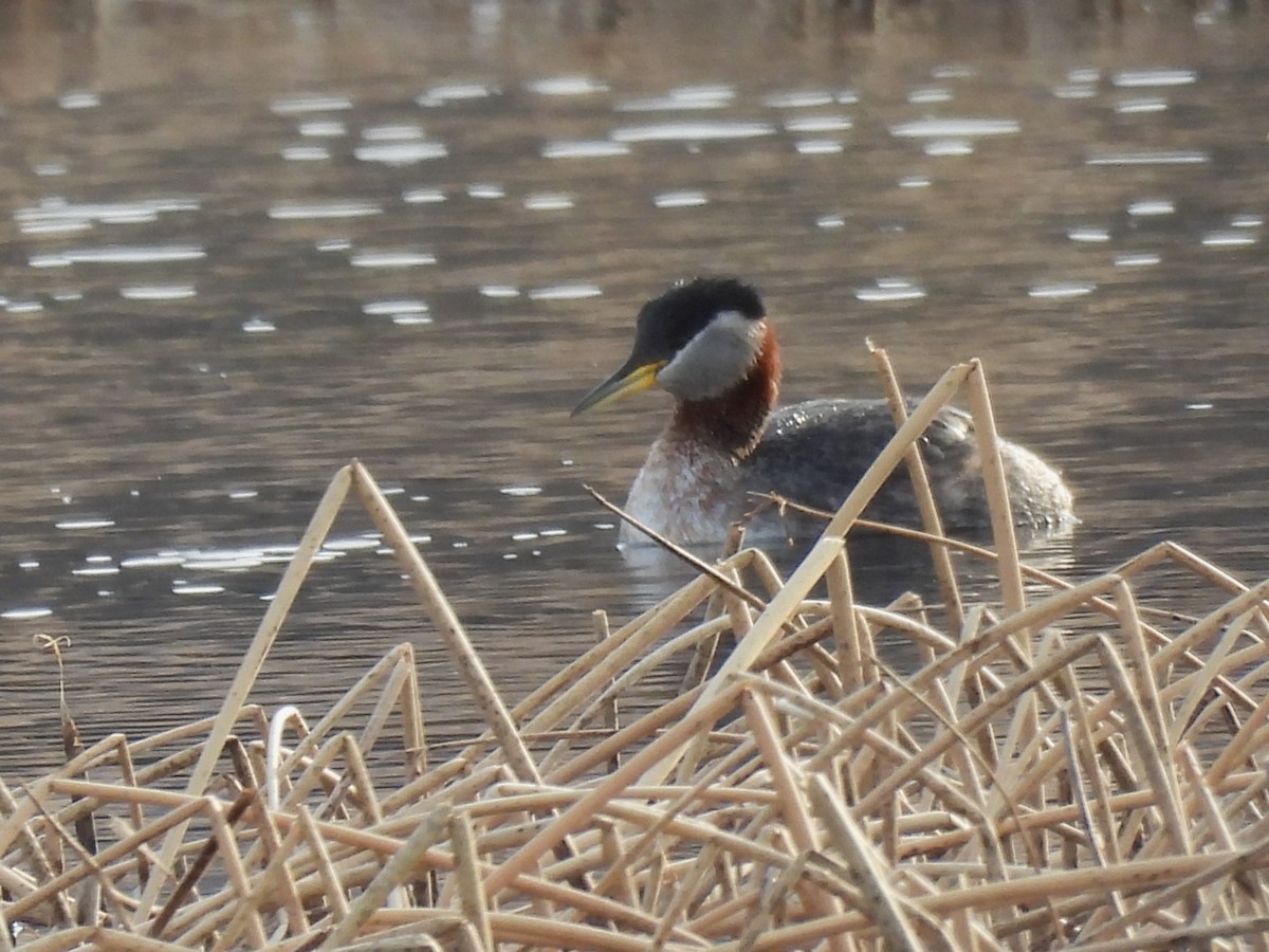 Kızıl Boyunlu Batağan - ML646548266