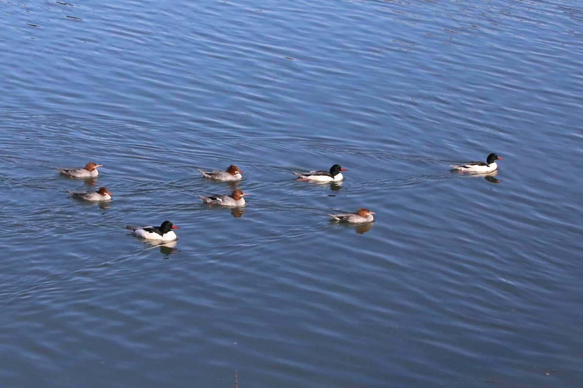 Common Merganser - ML646548267