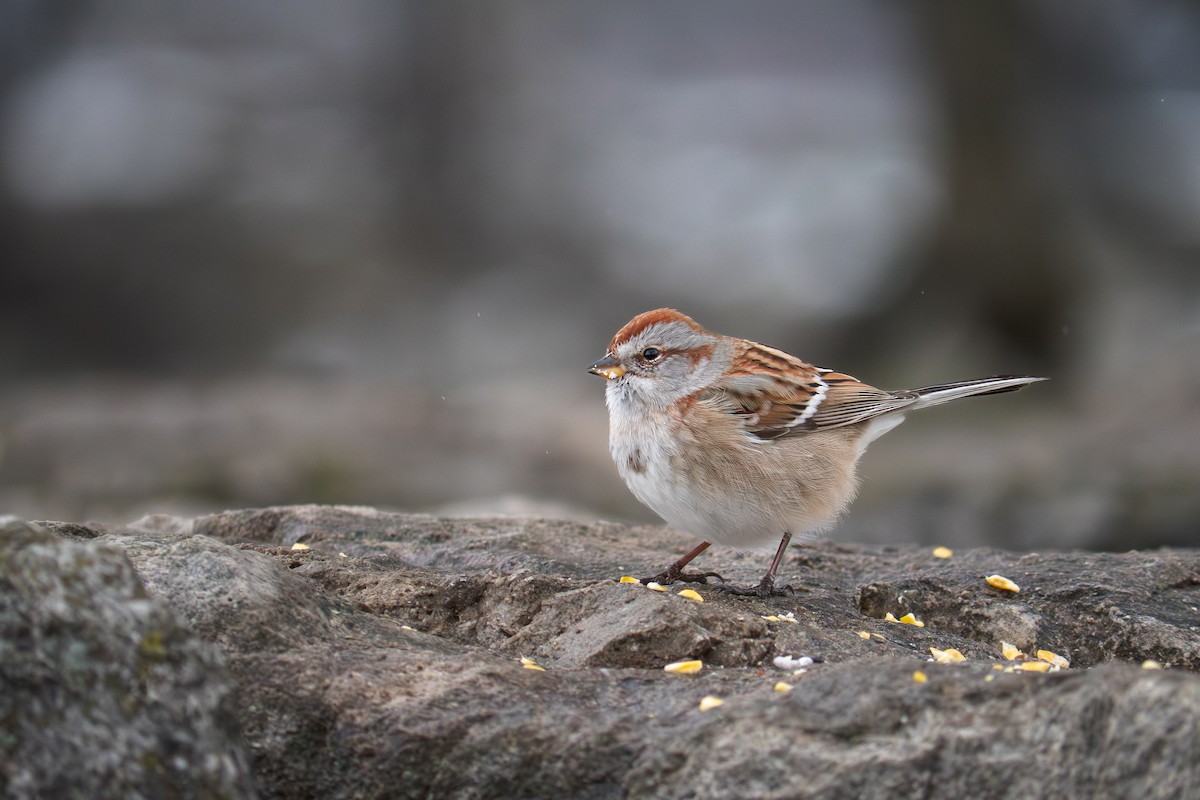 American Tree Sparrow - ML646548268