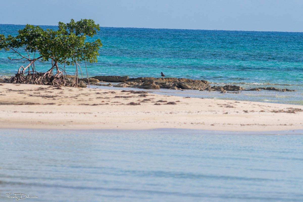 Itsas mika amerikarra - ML646548269