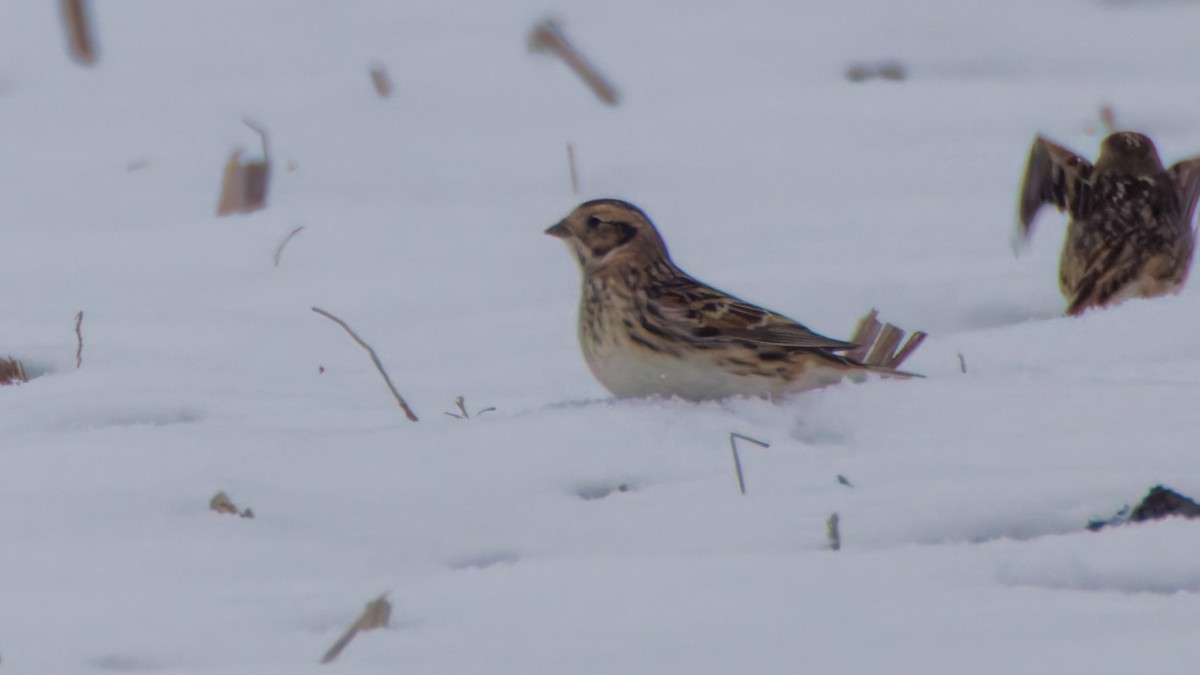 Lapland Longspur - ML646548270
