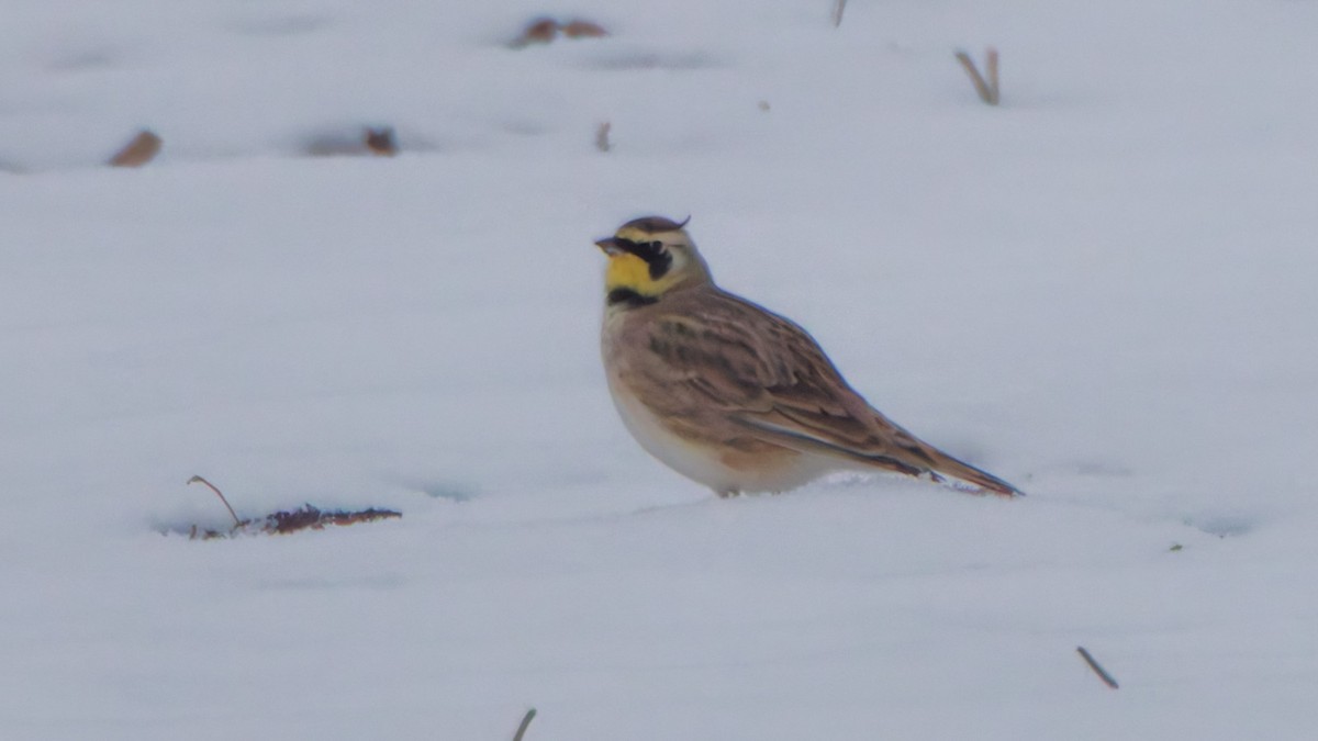 Horned Lark - ML646548274