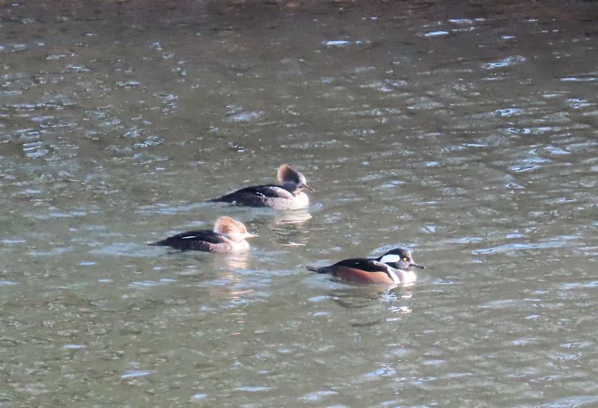 オウギアイサ - ML646548275