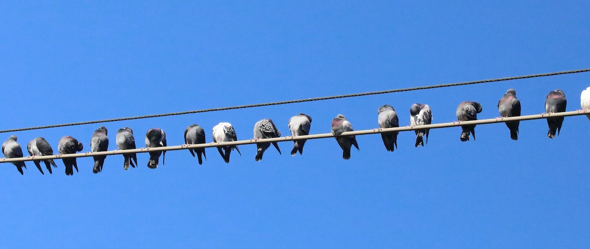 Rock Pigeon (Feral Pigeon) - ML646548276