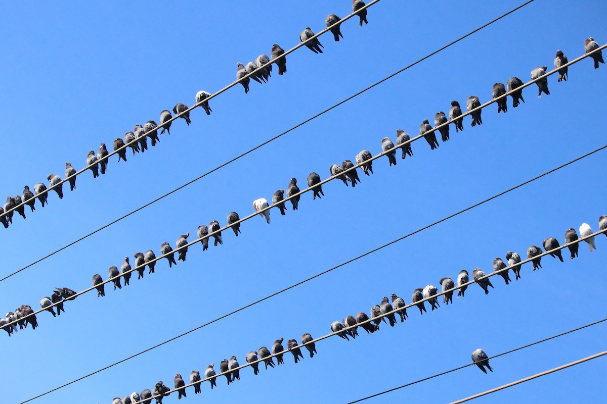 Rock Pigeon (Feral Pigeon) - ML646548278