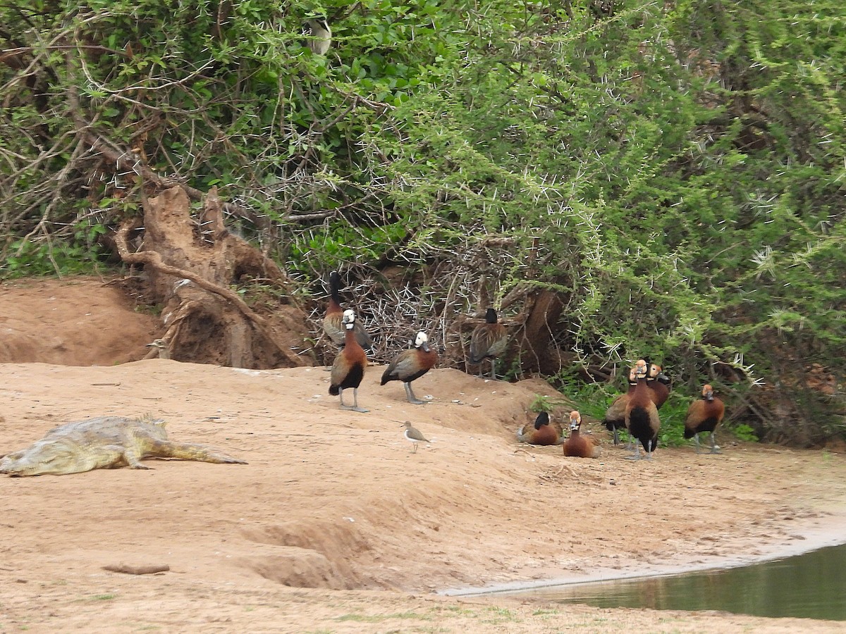 Ak Yüzlü Islıkçı Ördek - ML646548281