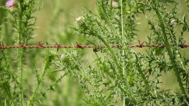 Bearded Tachuri - ML646548287