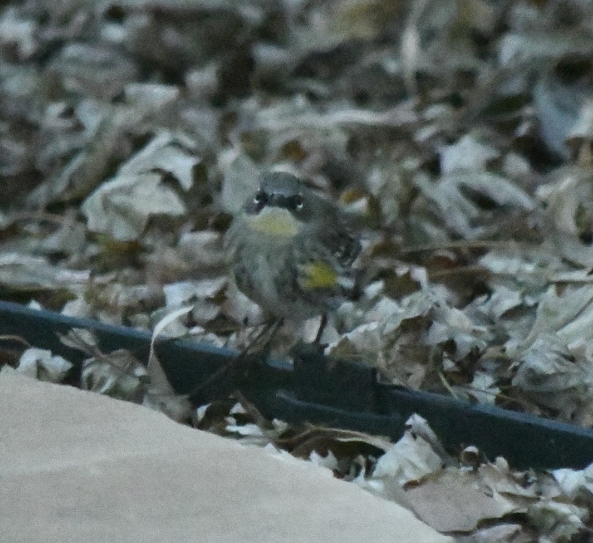 lesňáček žlutoskvrnný - ML646548288