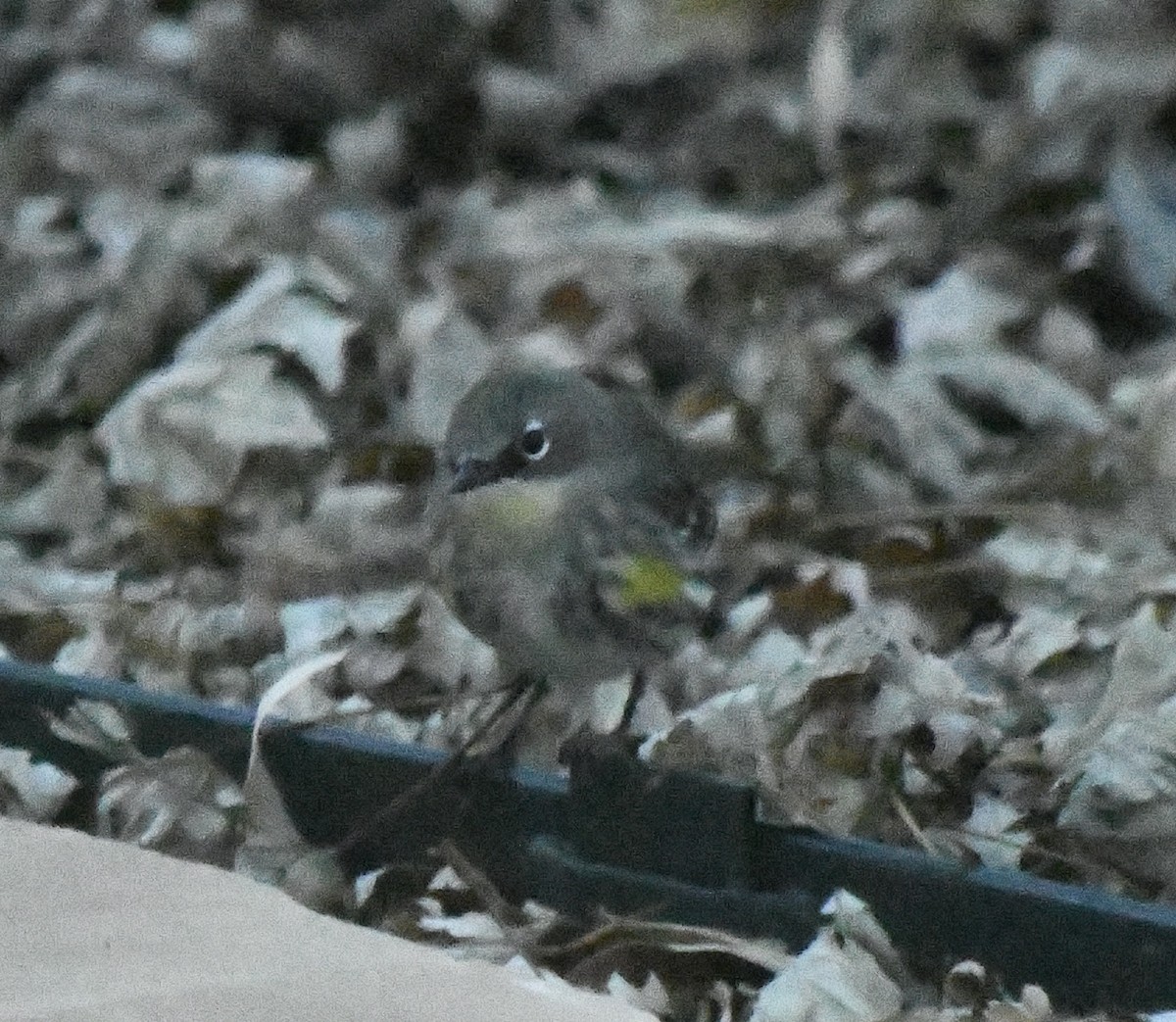 lesňáček žlutoskvrnný - ML646548289