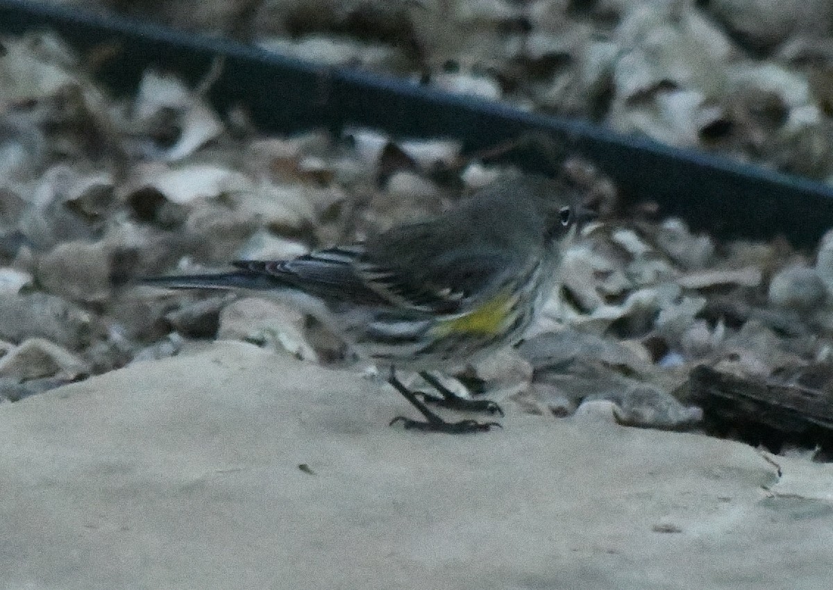 lesňáček žlutoskvrnný - ML646548290