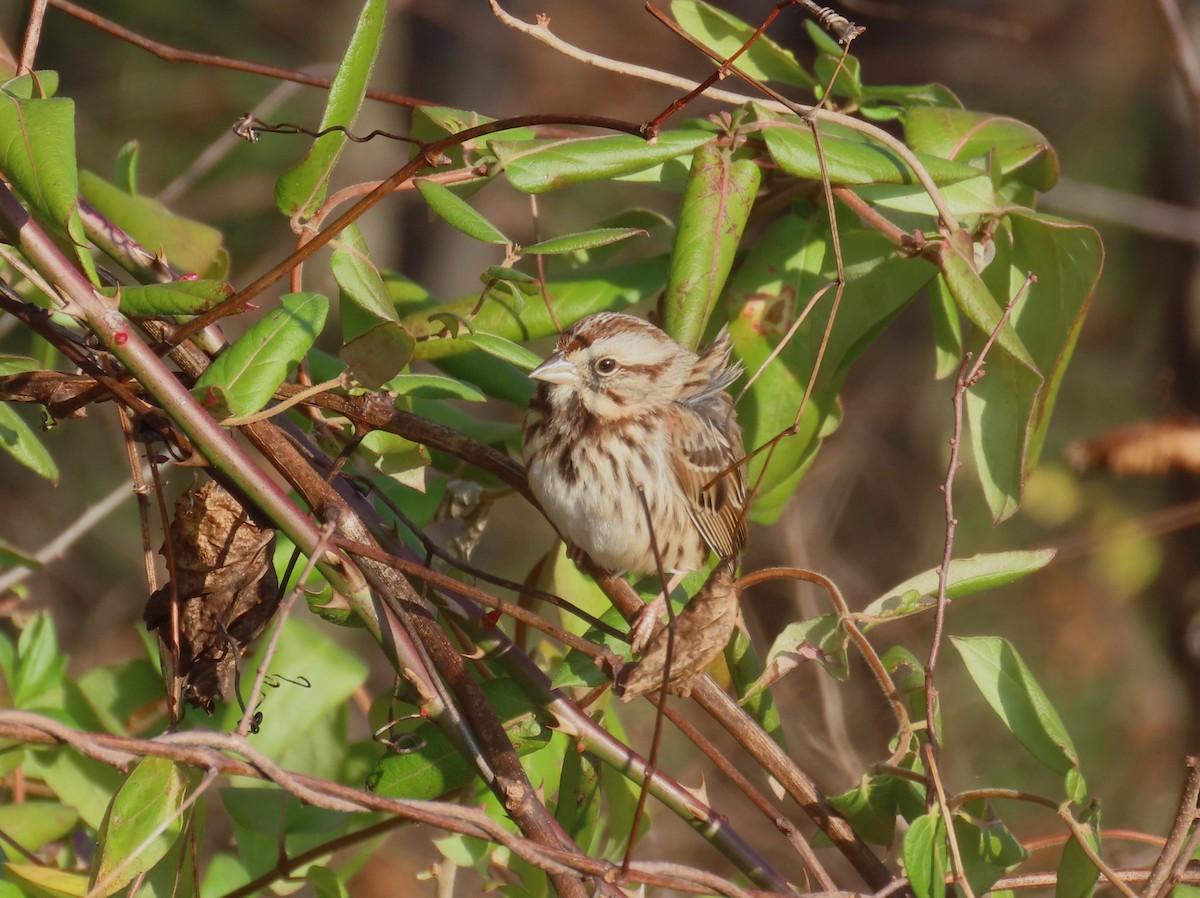 ウタスズメ - ML646548292