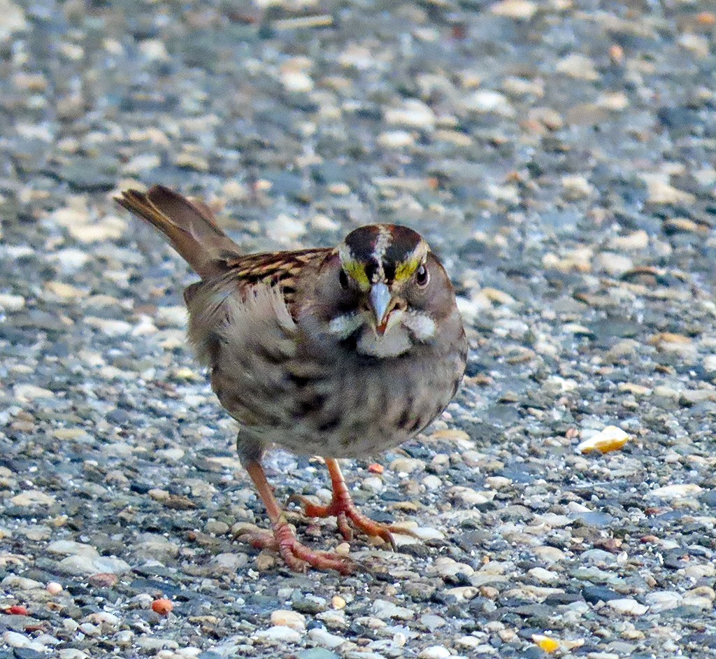 White-throated Sparrow - ML646548293