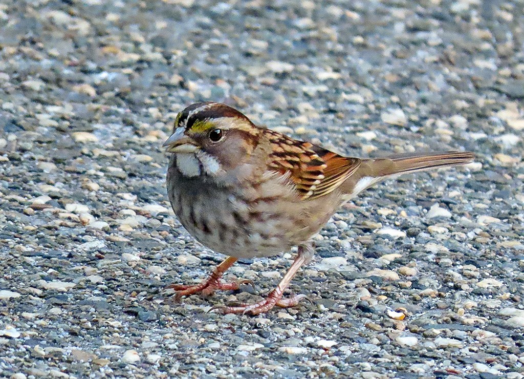 White-throated Sparrow - ML646548294