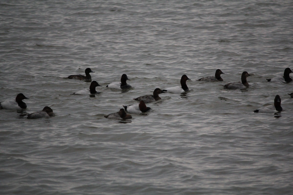 Canvasback - ML646548296