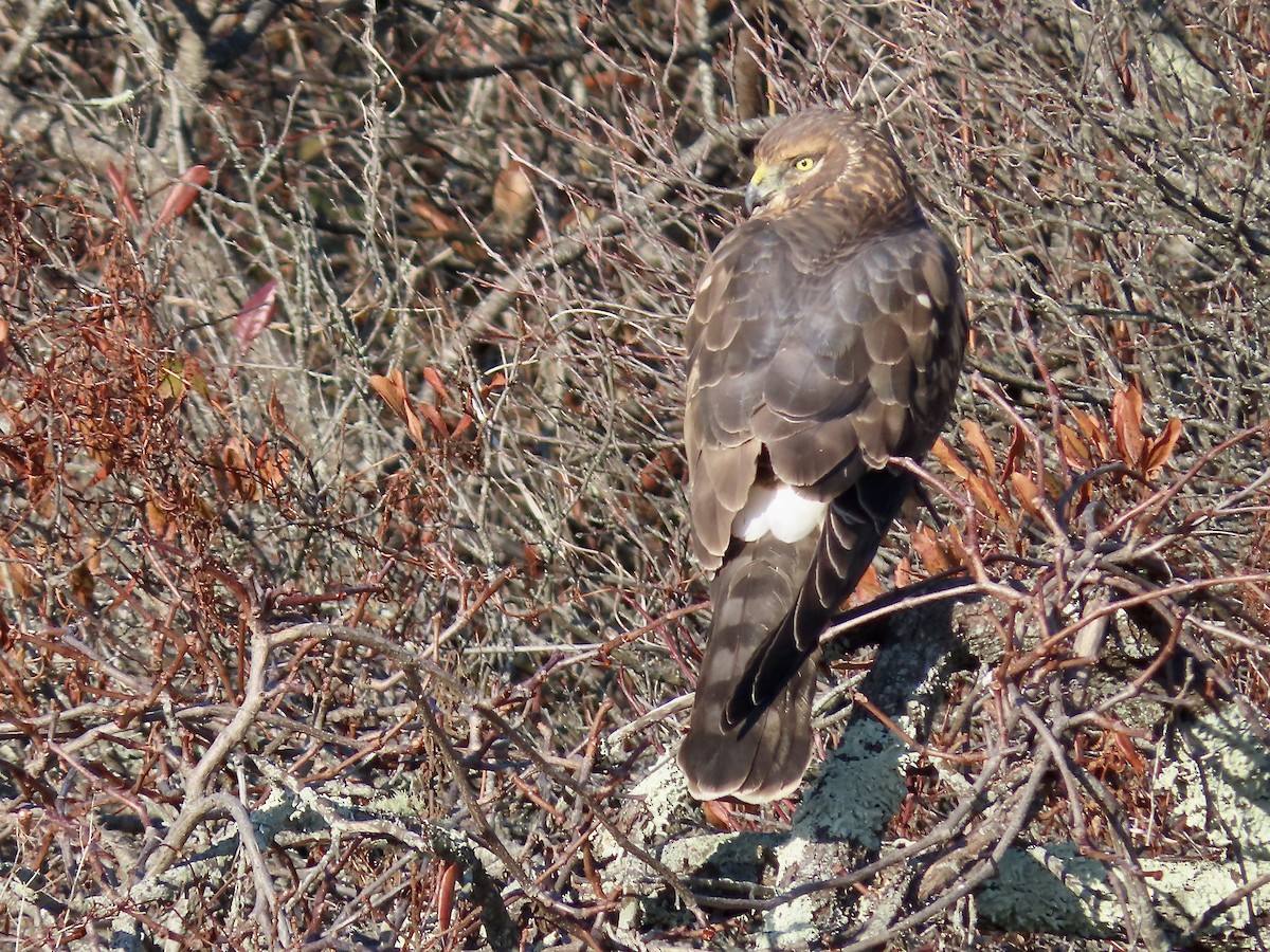 Northern Harrier - ML646548300