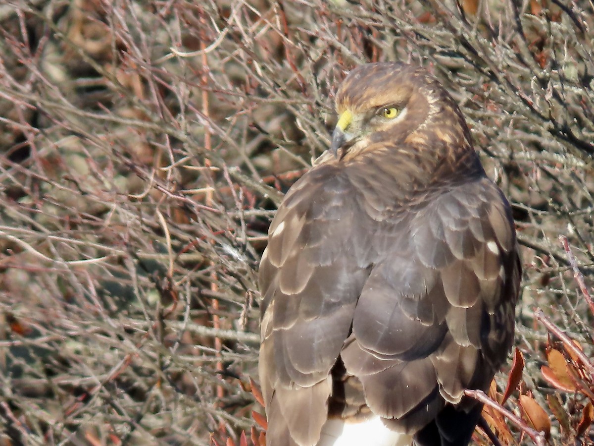 Northern Harrier - ML646548301