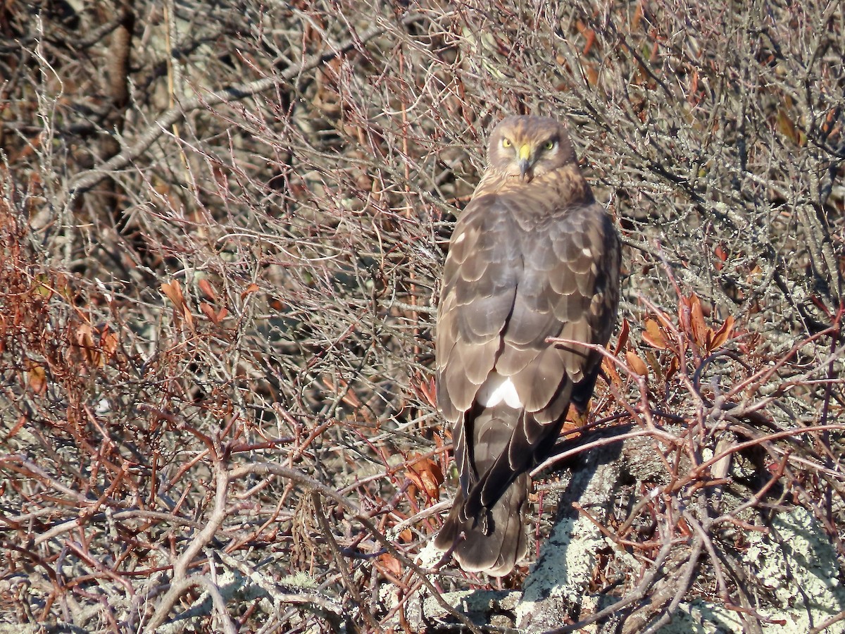Northern Harrier - ML646548302