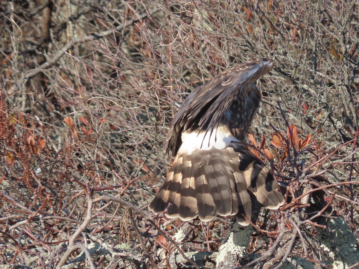 Northern Harrier - ML646548303