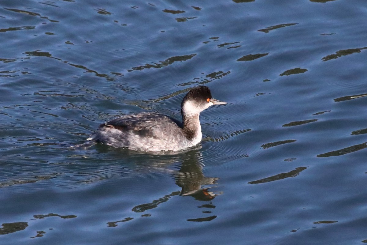 Eared Grebe - ML646548304