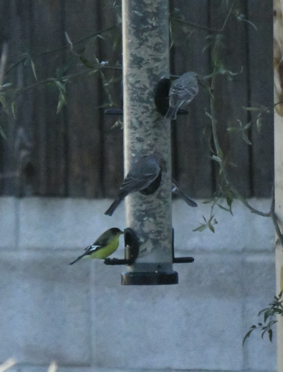 čížek mexický - ML646548305