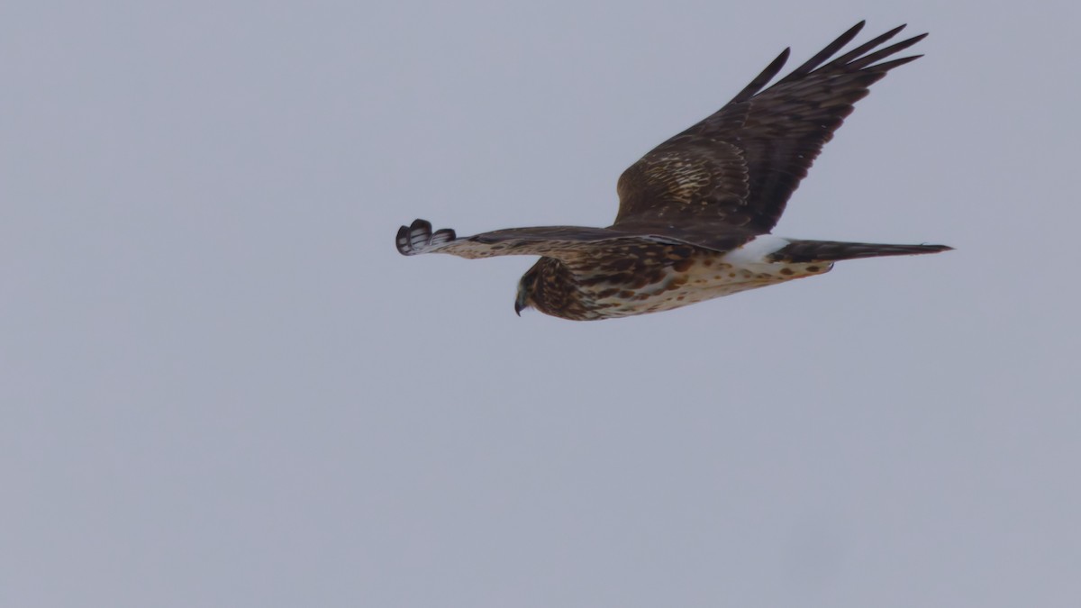 Northern Harrier - ML646548306