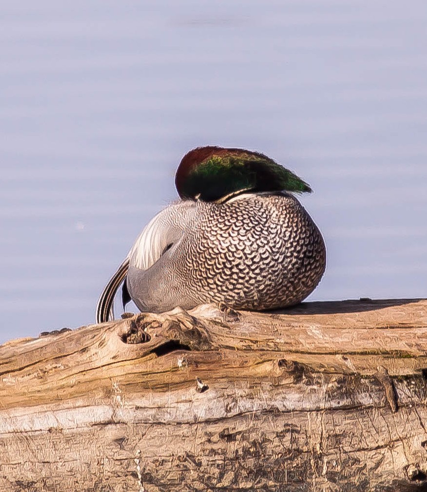 Falcated Duck - ML646548308