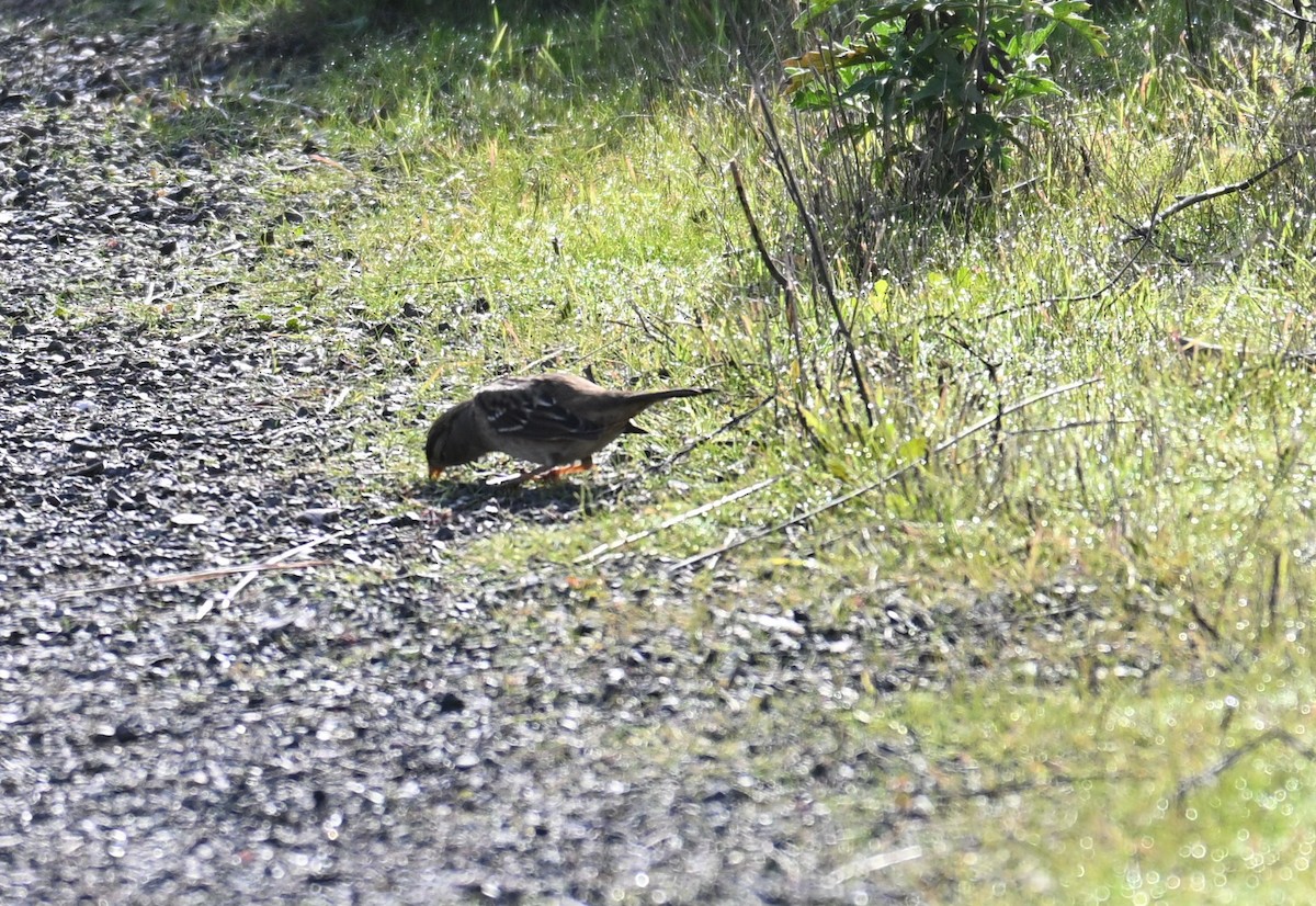 White-crowned Sparrow - ML646548309