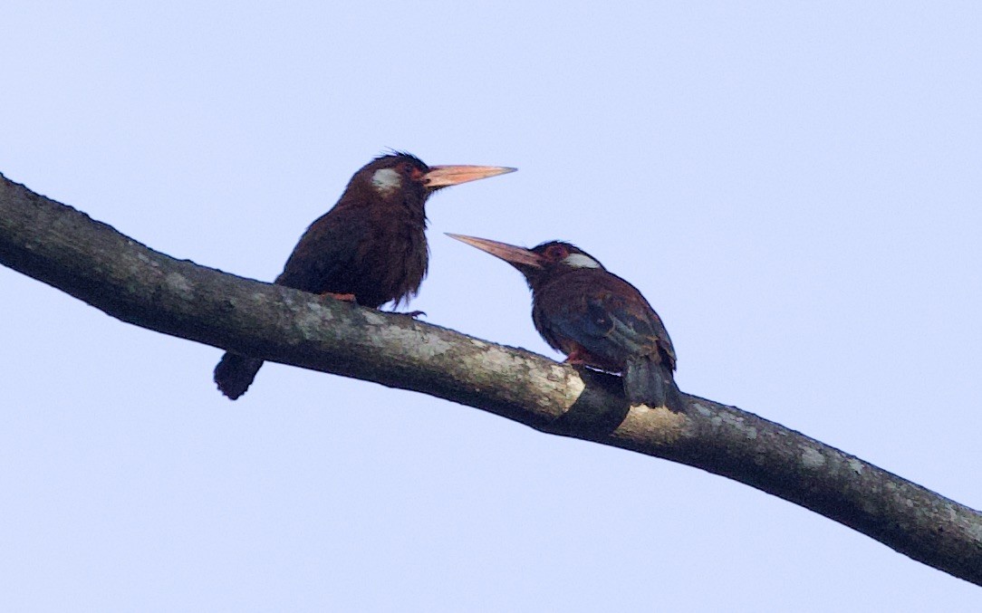 Jacamará Orejiblanco - ML646548310