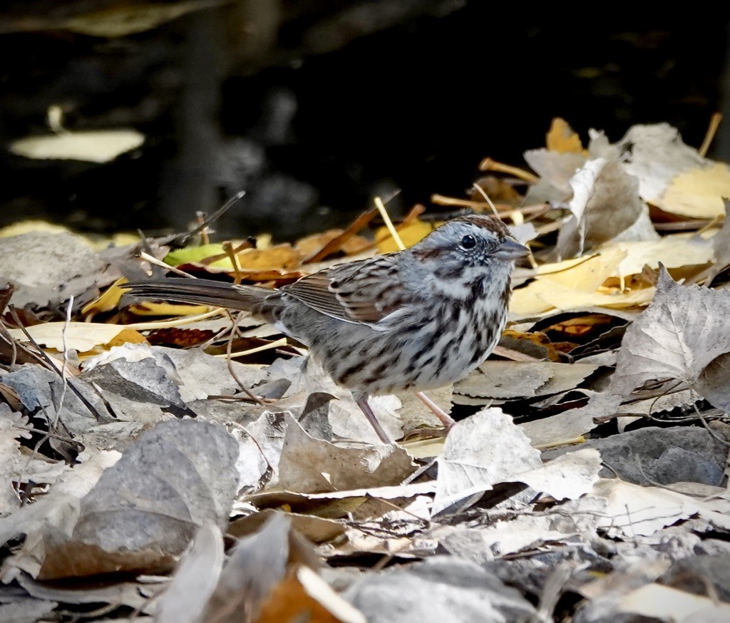 Song Sparrow (montana/merrilli) - ML646548311