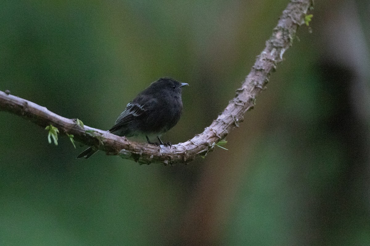 Black Phoebe (White-winged) - ML646548312