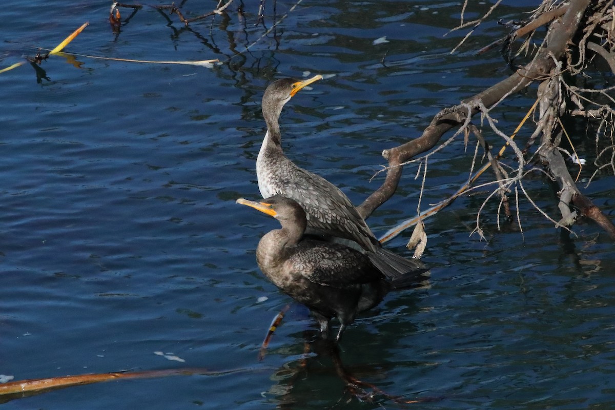 Double-crested Cormorant - ML646548313