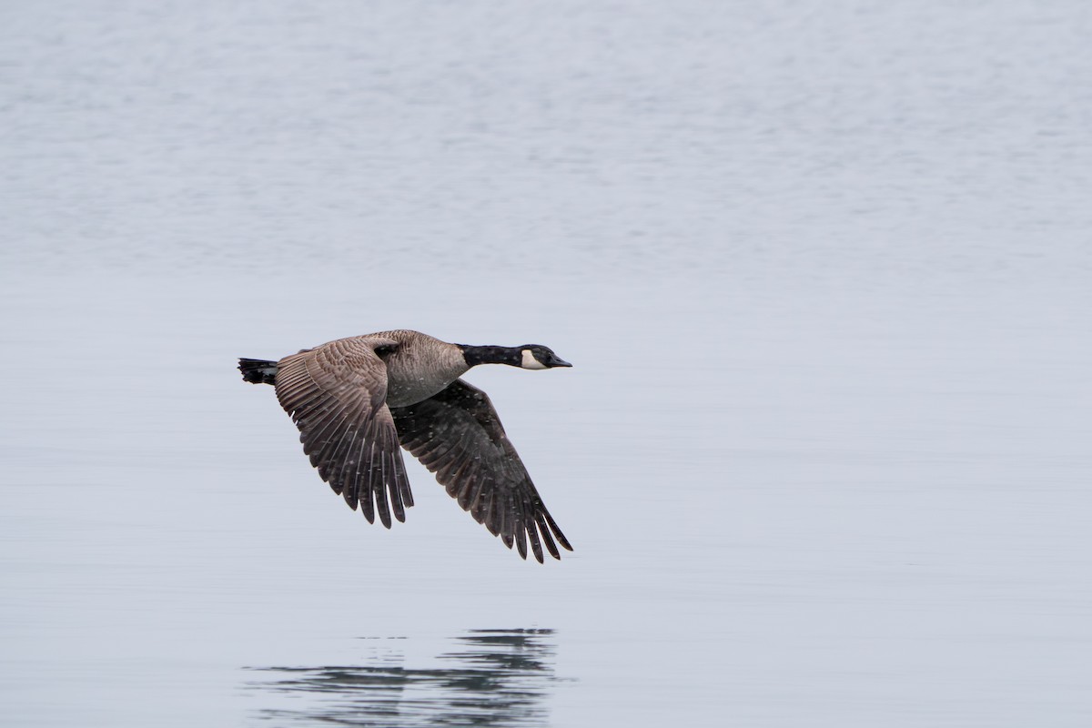 Canada Goose - ML646548314