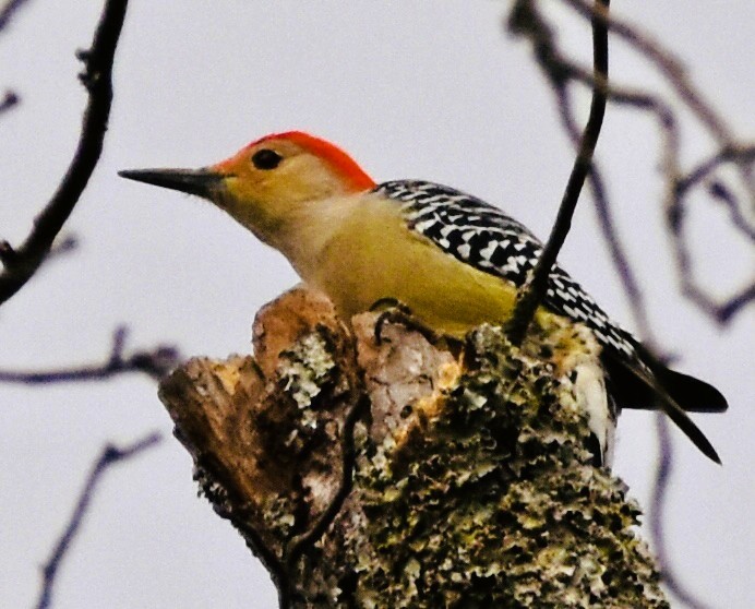 Red-bellied Woodpecker - ML646548318