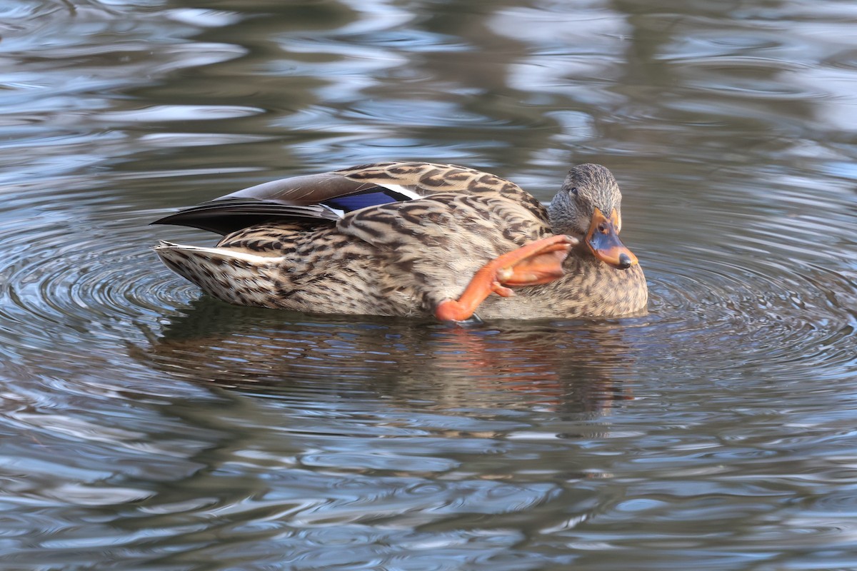 Mallard - ML646548319