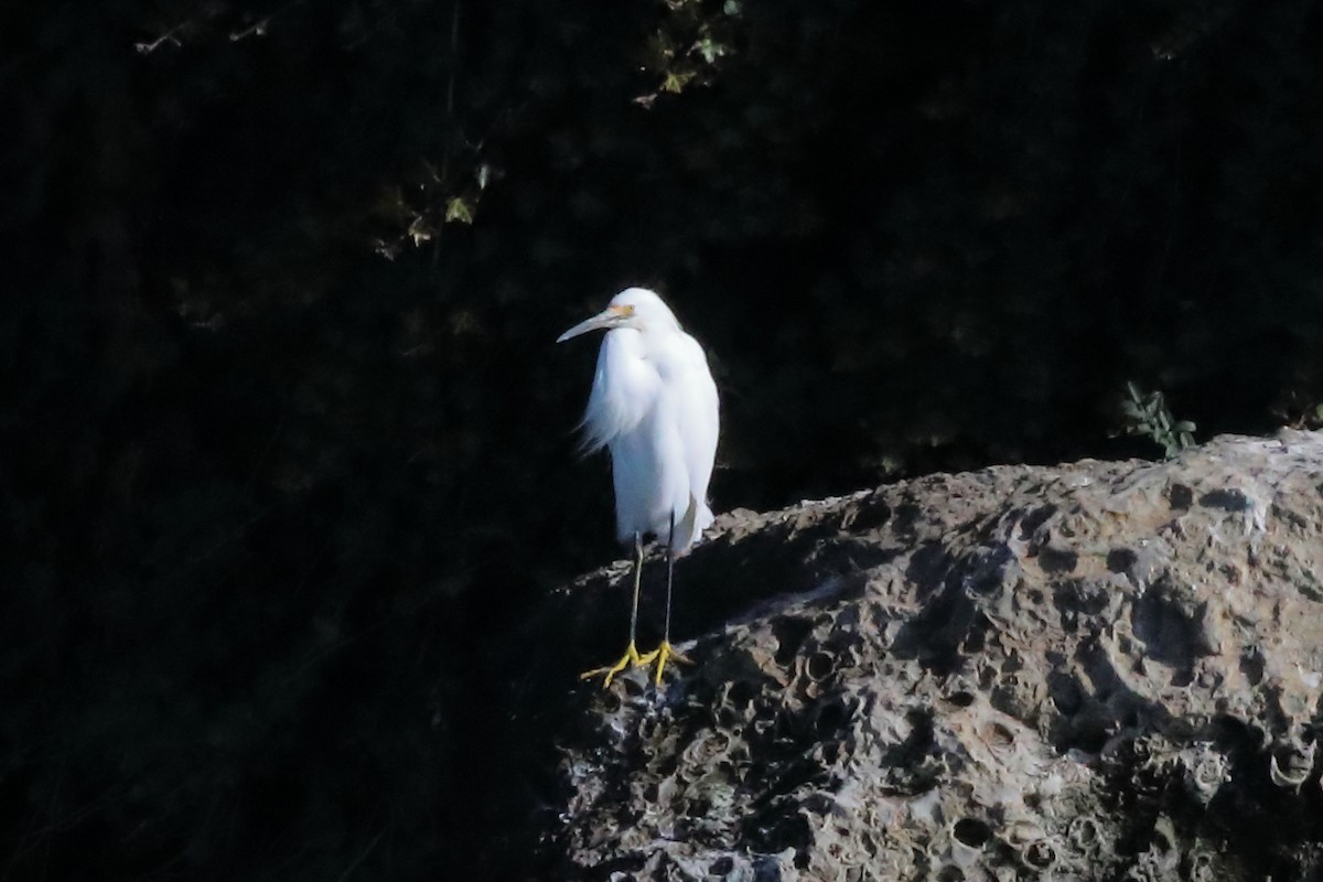 Snowy Egret - ML646548320