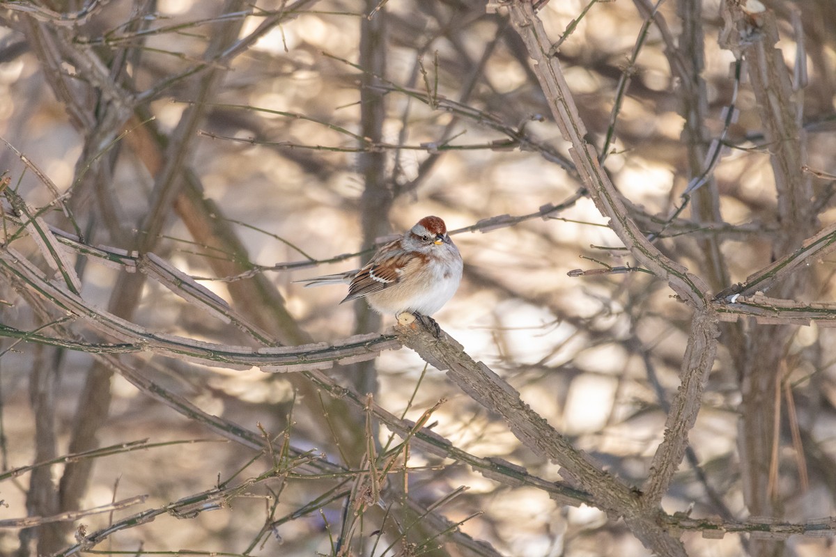 American Tree Sparrow - ML646548322